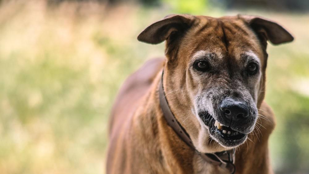 Legal consultation for a dog bite case in Chicago.
 