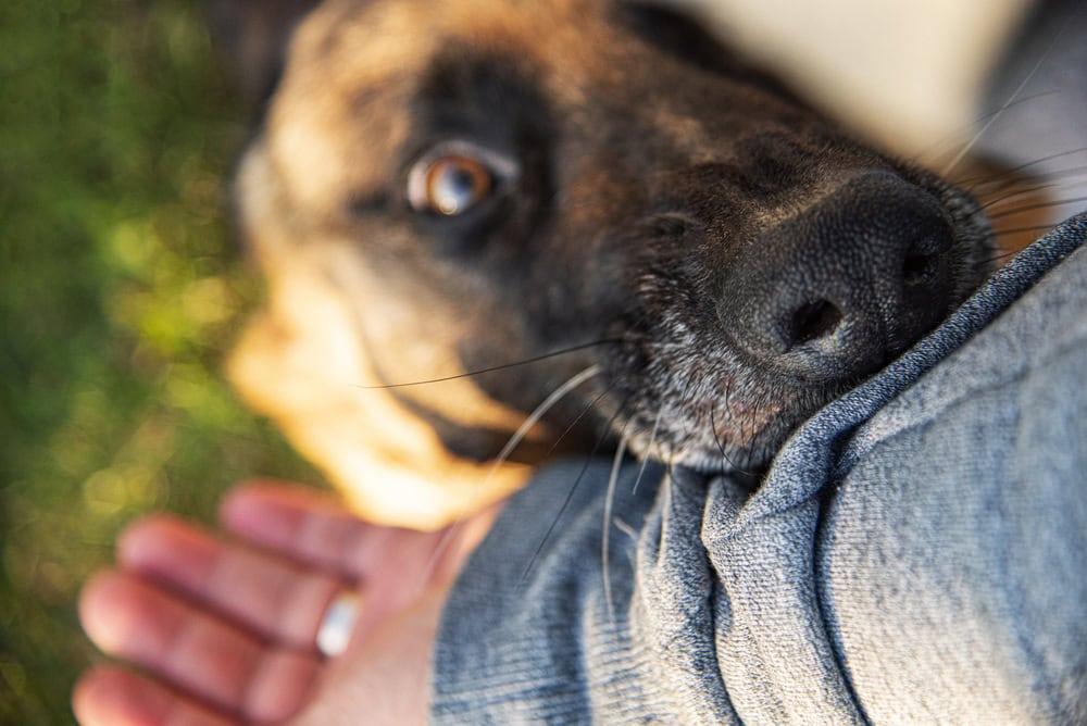 Experienced dog bite attorney representing injured victims in Chicago.
 