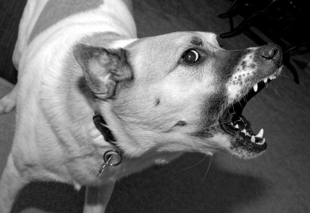 Attorney helping dog bite victims file injury claims in Chicago.
 